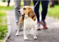 Pet Friendly Parks QATAR