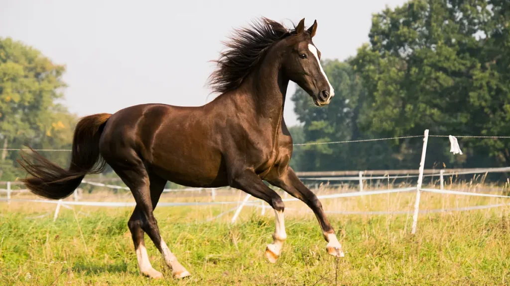 Algharbiah Stable qatar