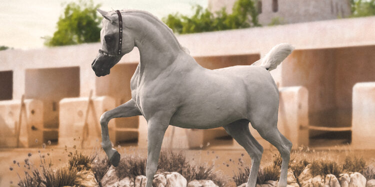 shaqab-horse-show