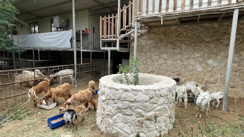 Al Wakrah Mini Zoo