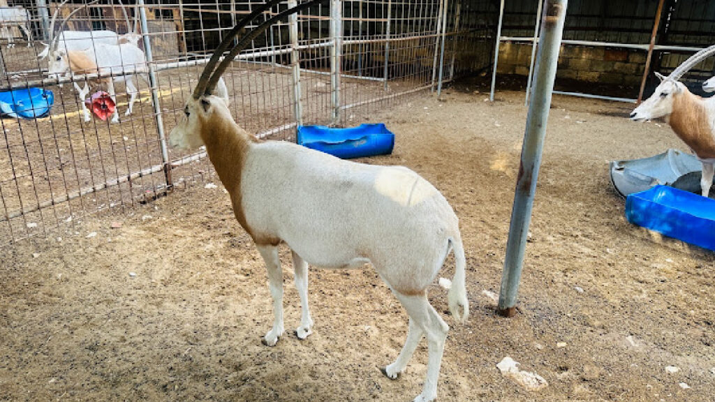 Al Wakrah Mini Zoo