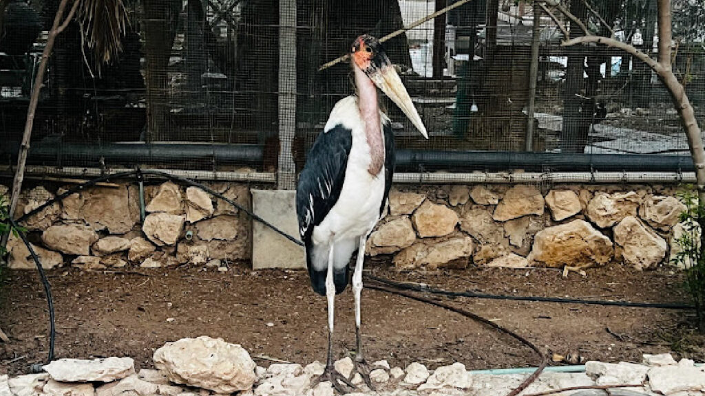 Al Wakrah Mini Zoo