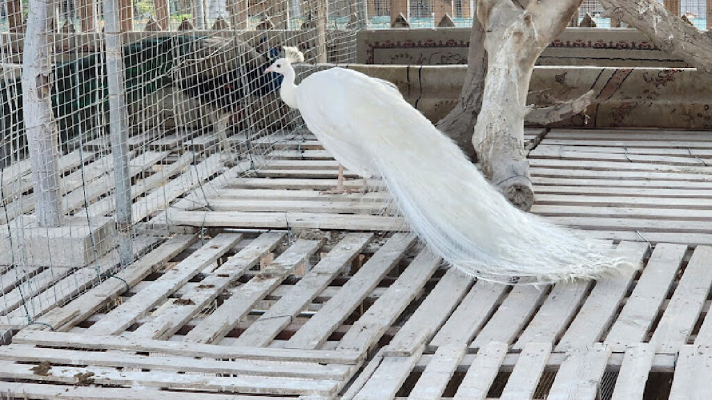 Al Wakrah Mini Zoo