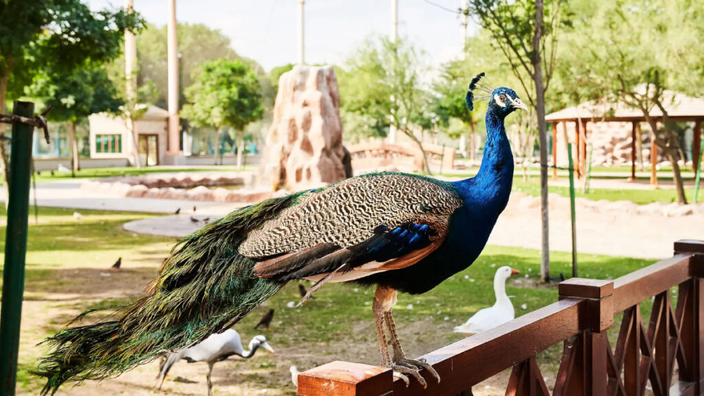 Al-Khor-Zoo