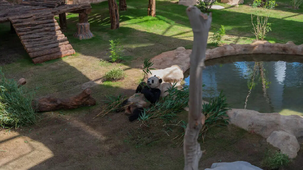 Panda House Al khor Zoo