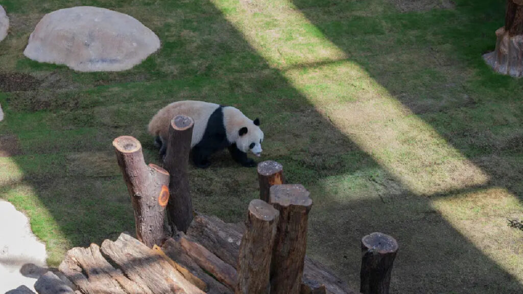 Panda House Al khor Zoo