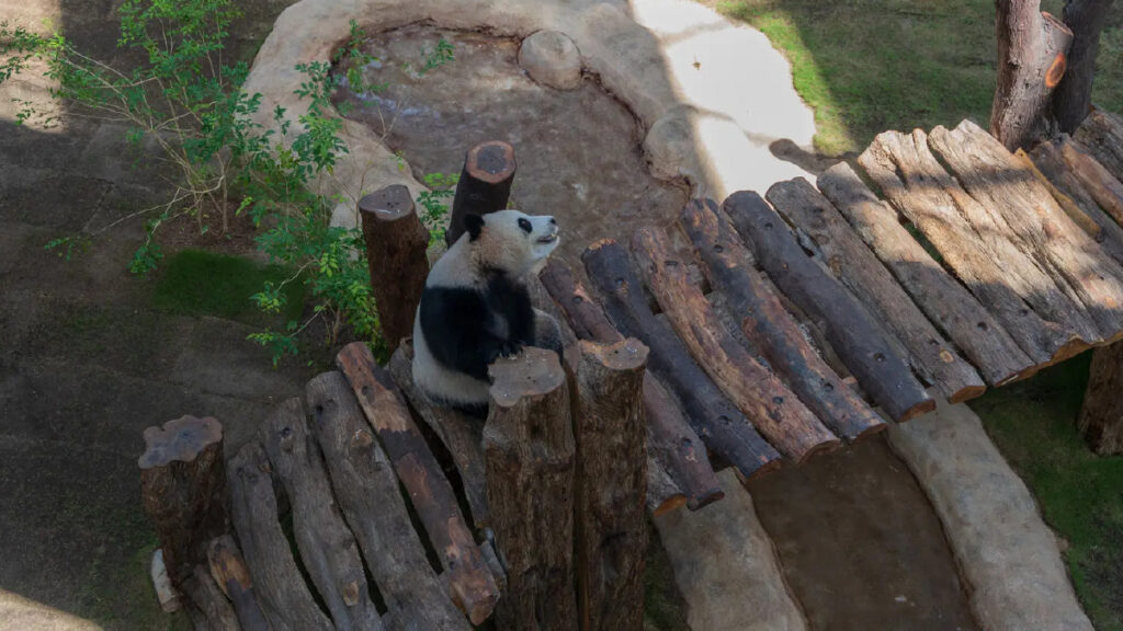 Panda House Al khor Zoo