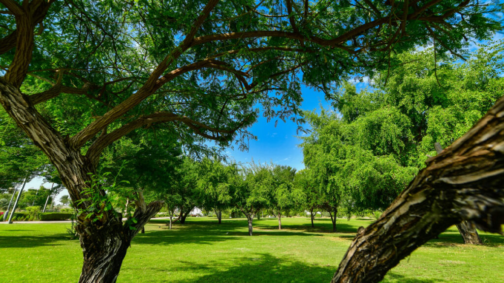 Al Bidda Park