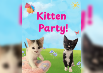 Kitten Party at Dune Paws Cat Hotel