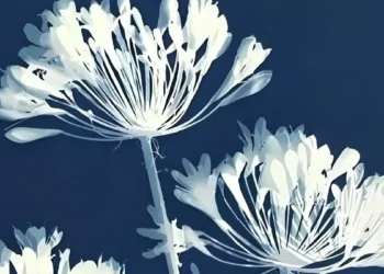Cyanotype on Cotton Fabric Workshop – M7 Doha