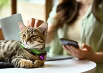 Eid Al-Adha Celebration at Kitty Café