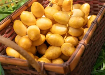 Dates Festival