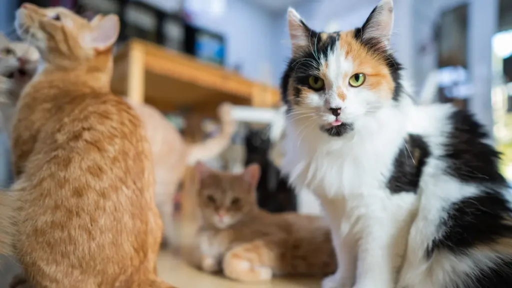 Cat Palace Cafe