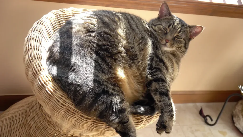 Fat Cat Cafe