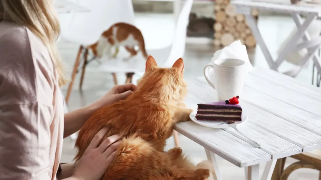 Nine Lives Cat Cafe