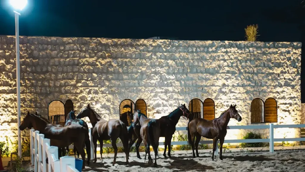 Al Janoub Stud
