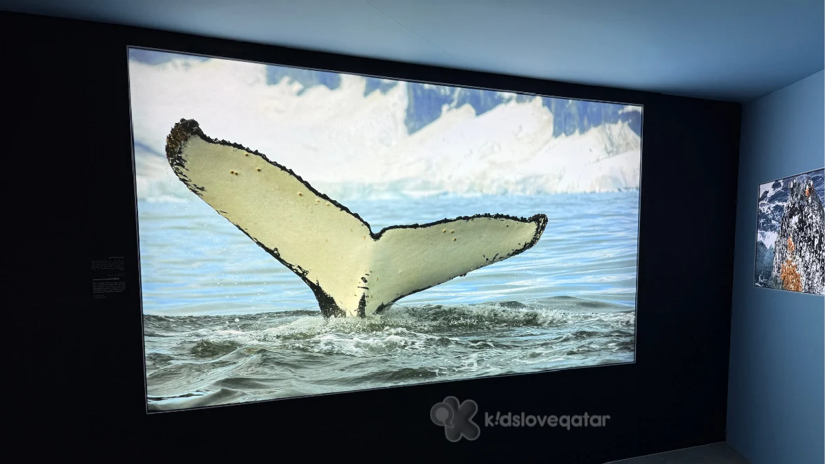 Antarctica Exhibition at Qatar National Library