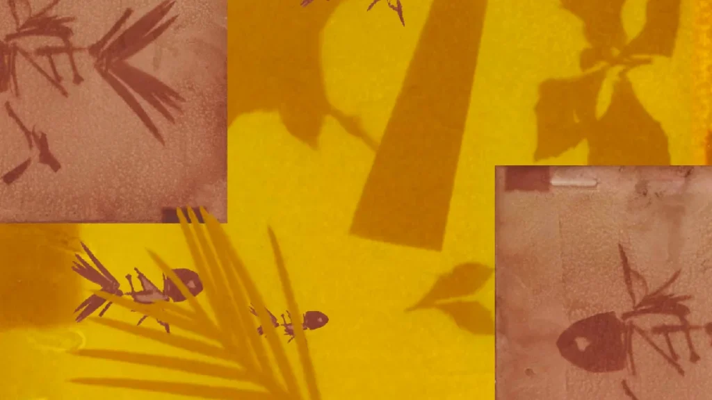 Introduction To Anthotype Photography Workshop