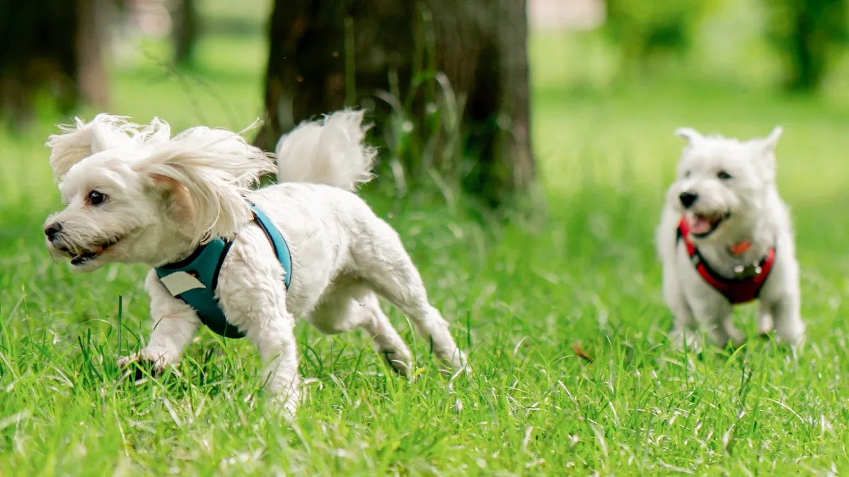 Dog Parks in Qatar